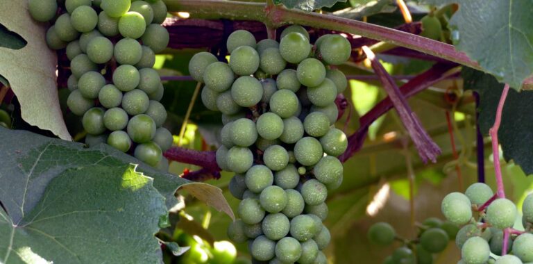 About – French Ridge Vineyards