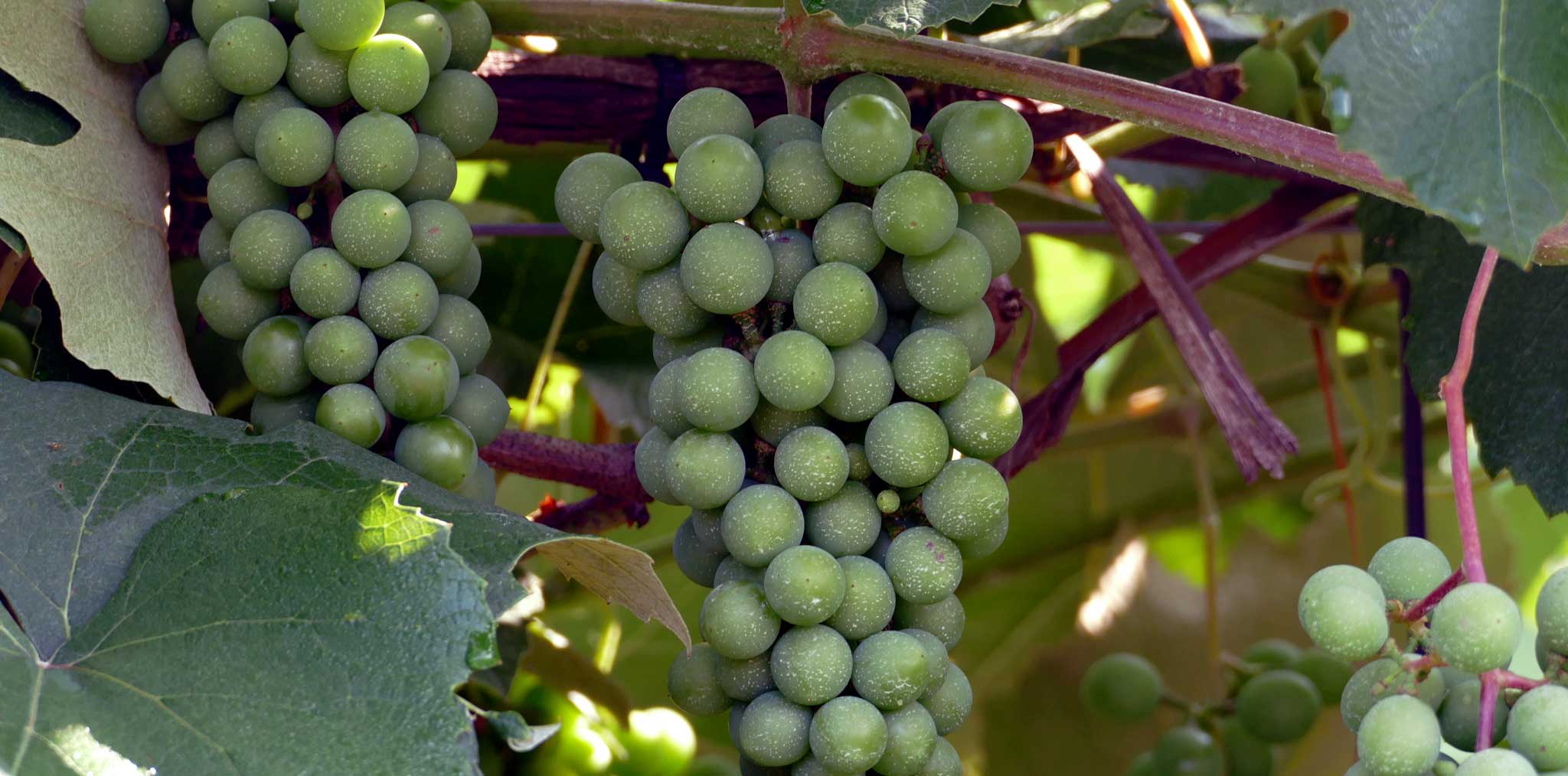 French Ridge Vineyards — Grapes