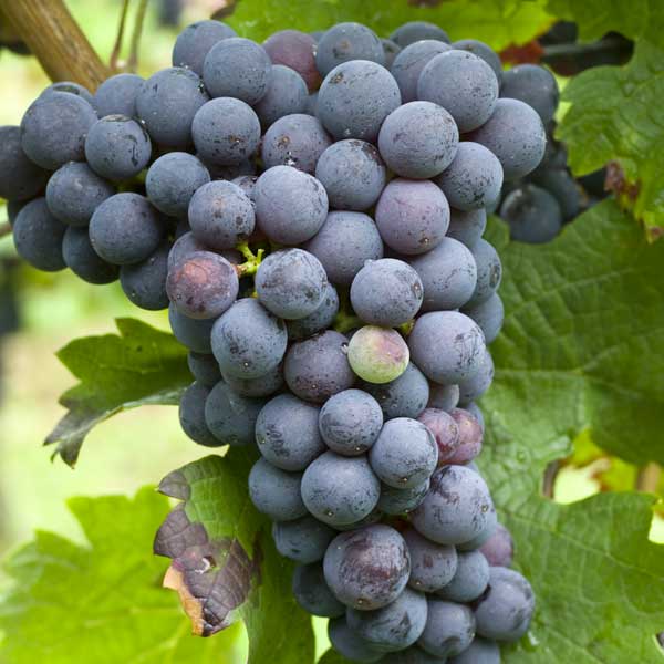 CABERNET FRANC