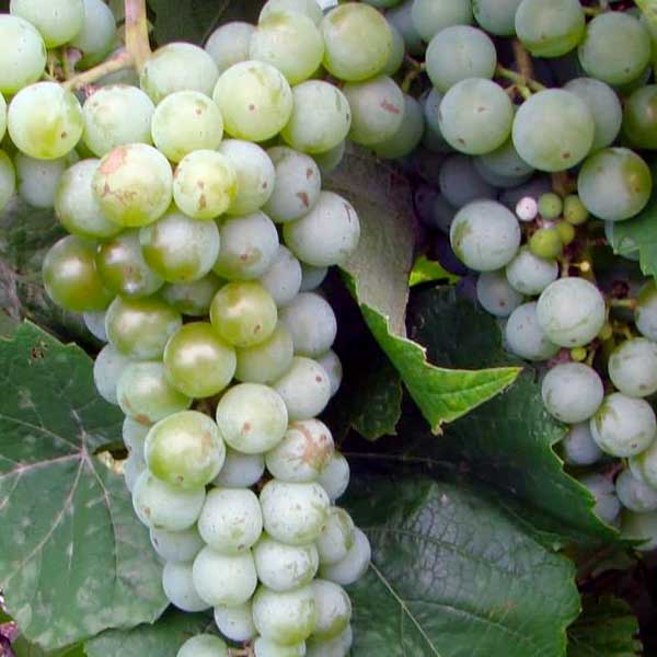 CAYUGA WHITE